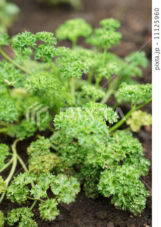パセリ 11125960