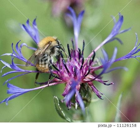 Bee pollinate beautiful cornflower 11126158