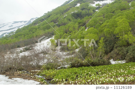 栂池自然園 栂池自然園 11126189