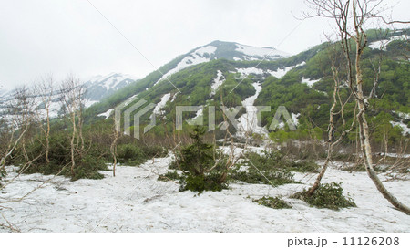 栂池自然園 栂池自然園 11126208