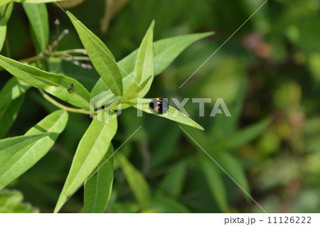 てんとうむし てんとうむし 11126222