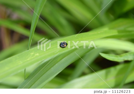 てんとうむし 11126223