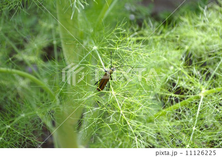 ミドリカミキリとフェンネル ミドリカミキリとフェンネル 11126225