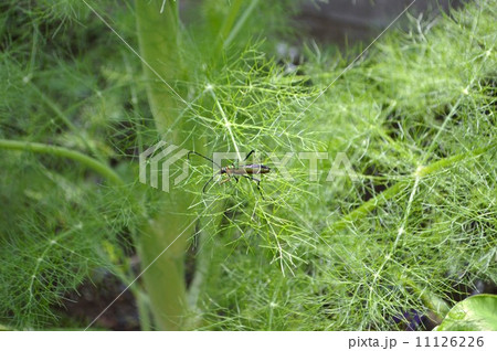 ミドリカミキリとフェンネル 11126226