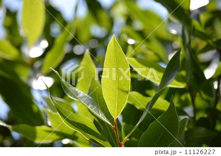 ベイリーフ ベイリーフ 11126227