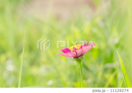 Zinnia flower Zinnia flower 11126274