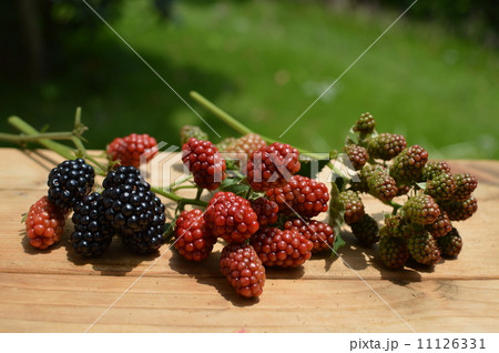 ブラックベリー 11126331