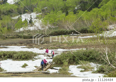 栂池自然園 11126484