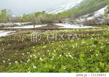 栂池自然園 栂池自然園 11126652