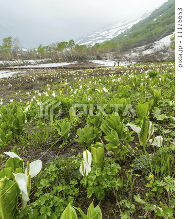栂池自然園 栂池自然園 11126653