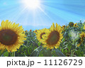ひまわり畑 11126729
