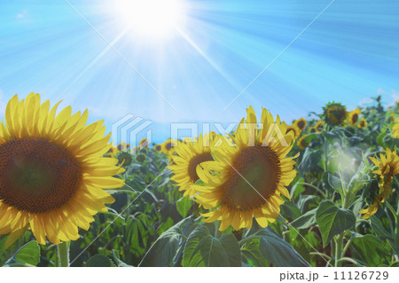 ひまわり畑 11126729