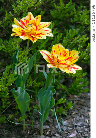 Red and yellow tulips in spring Red and yellow tulips in spring 11126796
