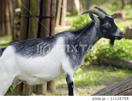 Pygmy goat (Capra hircus) Pygmy goat (Capra hircus) 11126798