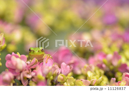 紫陽花とカエル 11126837