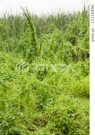 Overgrown trees. 11126896