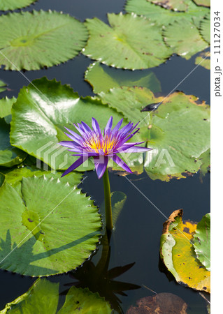 Lotus and lotus ponds. 11127034