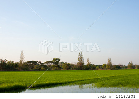 Trees in rice fields. 11127201
