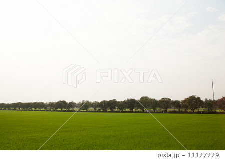 Trees in rice fields. Trees in rice fields. 11127229