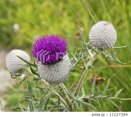 Purple thistle 11127384