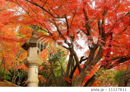 紅葉と石灯籠 紅葉と石灯籠 11127611