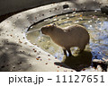 カピバラ 11127651