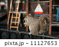 ジャンクフードを食べる公園のリス 11127653