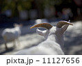 ヤギの後ろ姿 11127656