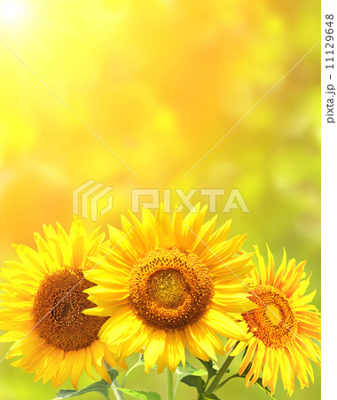 Bright yellow sunflowers 11129648