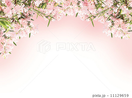 Pink flowers 11129659