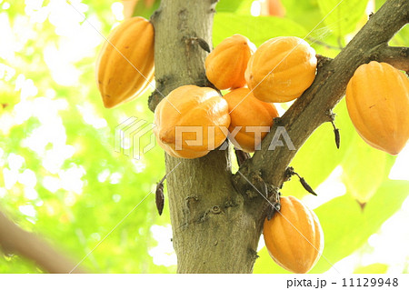 カカオ カカオ 11129948