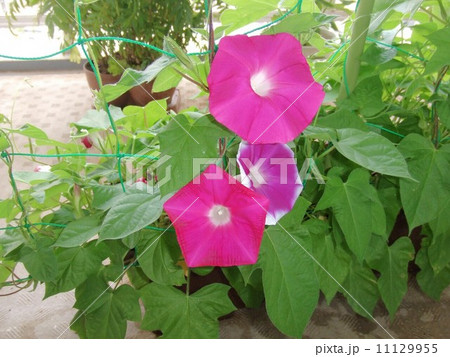 今年の朝顔 11129955