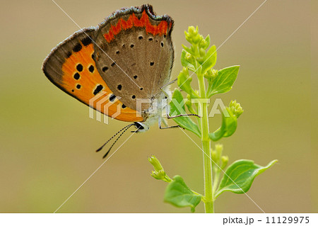 ベニシジミ 11129975