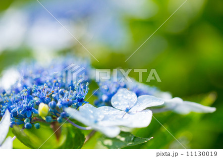 紫陽花23 紫陽花23 11130019