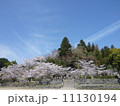 さくら咲く 11130194