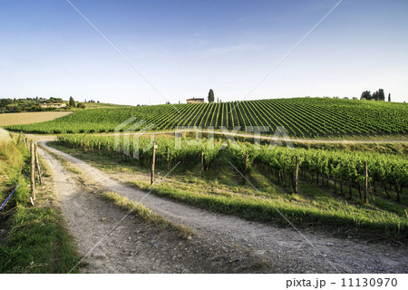 Vineyards in Tuscany Vineyards in Tuscany 11130970