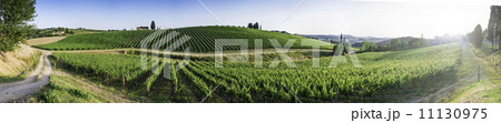 Vineyards in Tuscany 11130975