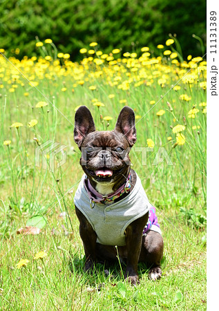 お花畑♪ 11131389