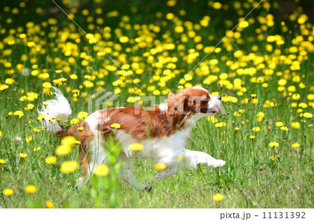 お花畑♪ 11131392