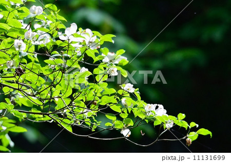 ハナミズキ 11131699