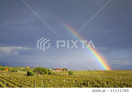 Rainbow over vineyards field. Riquewihr, Alsace, France 11131760