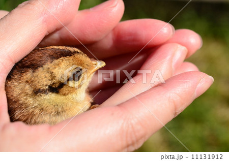 ヤマドリの雛！ 11131912