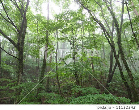 霧の森（三瓶山） 11132342