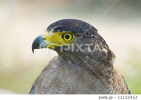 young golden eagle 11132412