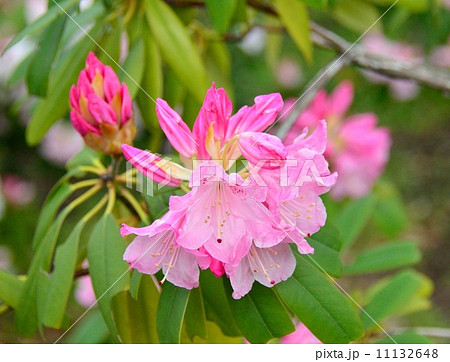 皇居東御苑で栽培されているアカボシシャクナゲ 皇居東御苑で栽培されているアカボシシャクナゲ 11132648