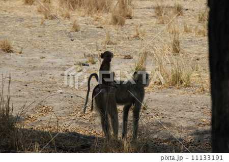 猿の親子 タンザニア〜アフリカ 猿の親子 タンザニア〜アフリカ 11133191