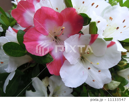 さつき さつき 11133547