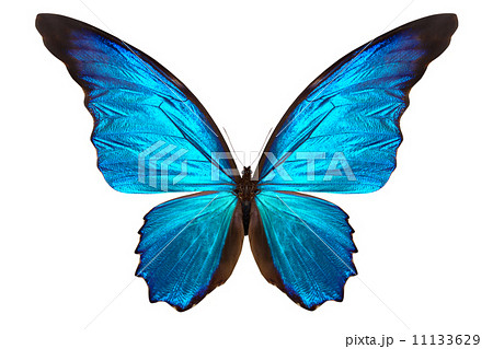 beautiful butterfly isolated on white 11133629