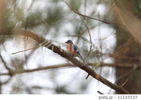 ルリツグミ ルリツグミ 11133727