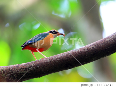 インドヤイロチョウ インドヤイロチョウ 11133731
